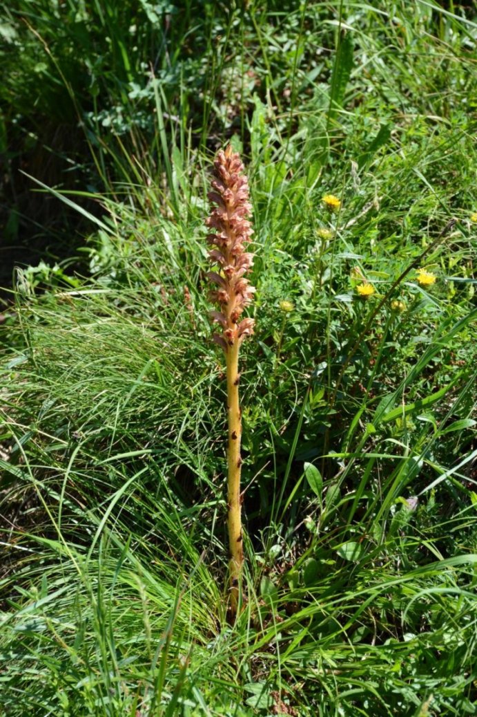 Orobanche rapum-genistae